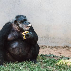 Foto A Vida Secreta dos Chimpanzés