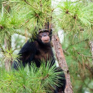 Foto A Vida Secreta dos Chimpanzés