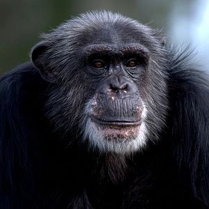 Foto A Vida Secreta dos Chimpanzés