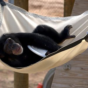 Foto A Vida Secreta dos Chimpanzés