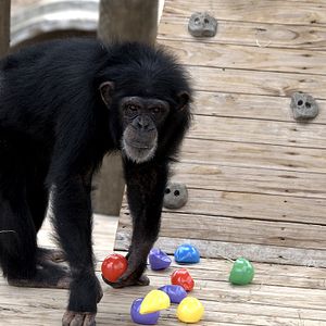 Foto A Vida Secreta dos Chimpanzés