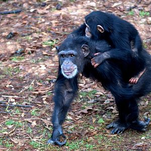 Foto A Vida Secreta dos Chimpanzés
