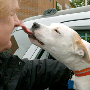 Foto Super Cães - Apresentado por Bill Farmer