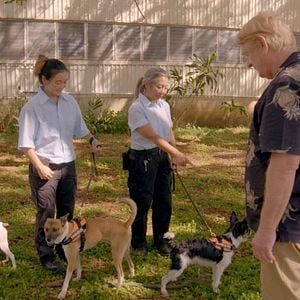 Foto Super Cães - Apresentado por Bill Farmer