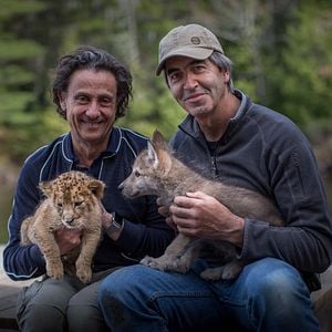 Foto O Lobo e o Leão