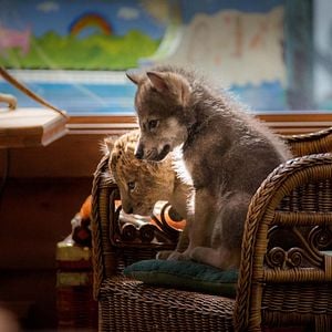 Foto O Lobo e o Leão