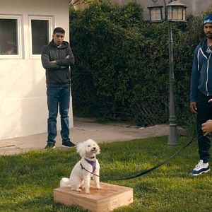 Foto Intervenção Canina