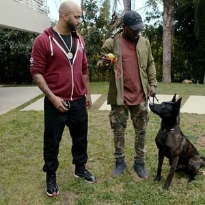 Foto Intervenção Canina