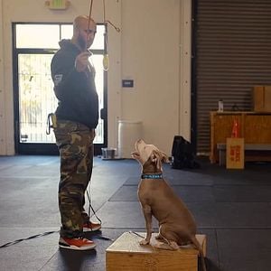 Foto Intervenção Canina