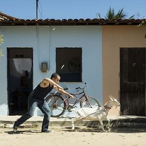 Foto Cabras da Peste