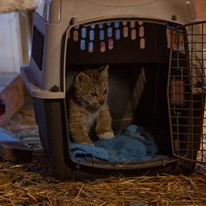 Foto Alaska: Reabilitação Selvagem