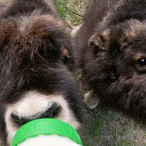 Foto Alaska: Reabilitação Selvagem