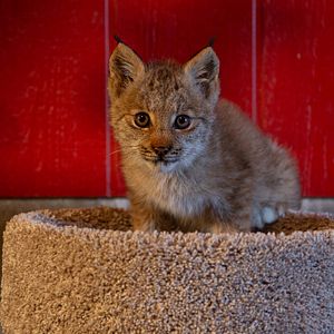 Foto Alaska: Reabilitação Selvagem