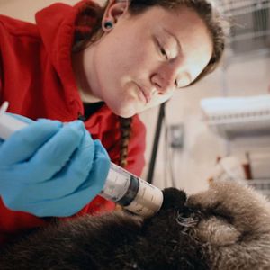 Foto Alaska: Reabilitação Selvagem