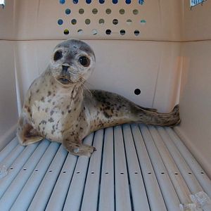 Foto Alaska: Reabilitação Selvagem