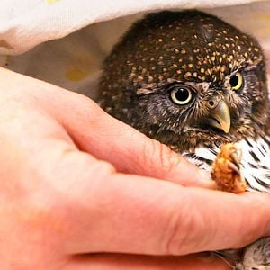 Foto Alaska: Reabilitação Selvagem