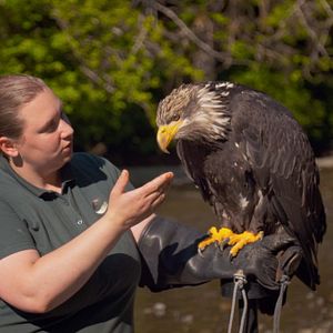 Foto Alaska: Reabilitação Selvagem