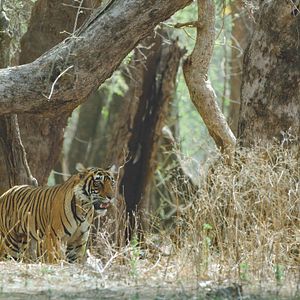 Foto A Vida em Cores com David Attenborough