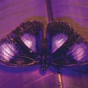 Foto A Vida em Cores com David Attenborough