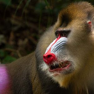 Foto A Vida em Cores com David Attenborough