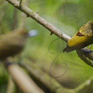 Foto A Vida em Cores com David Attenborough