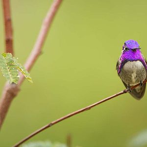 Foto A Vida em Cores com David Attenborough