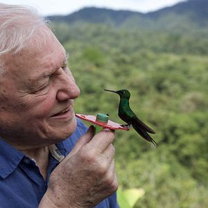 Foto A Vida em Cores com David Attenborough