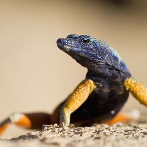 Foto A Vida em Cores com David Attenborough