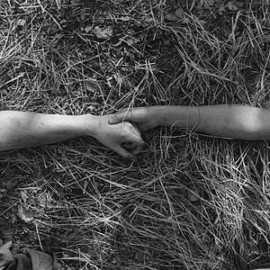 Foto O Pássaro Pintado