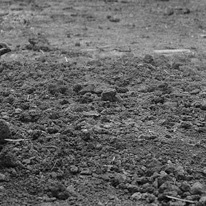 Foto O Pássaro Pintado