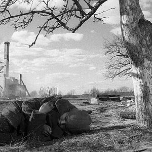 Foto O Pássaro Pintado