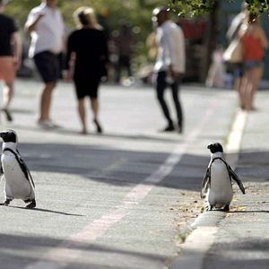 Foto Cidade dos Pinguins