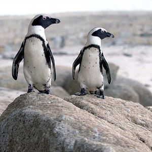 Foto Cidade dos Pinguins