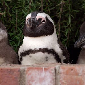 Foto Cidade dos Pinguins