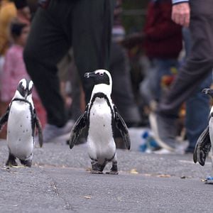 Foto Cidade dos Pinguins