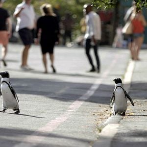 Foto Cidade dos Pinguins