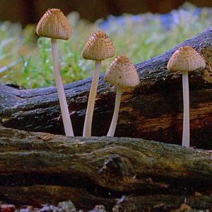 Foto Fungos Fantásticos