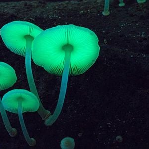 Foto Fungos Fantásticos