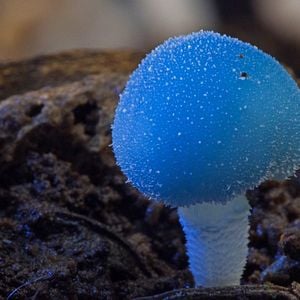 Foto Fungos Fantásticos