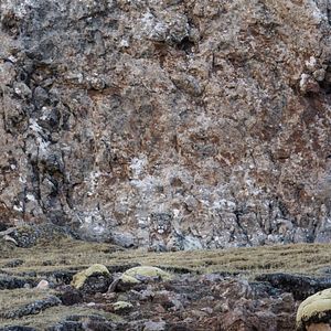 Foto O Leopardo das Neves