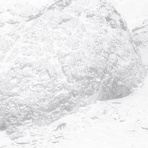 Foto O Leopardo das Neves