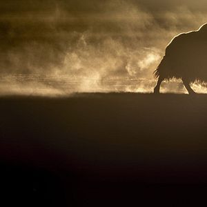 Foto O Leopardo das Neves