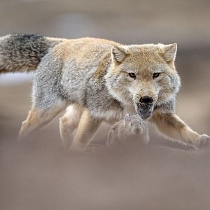 Foto O Leopardo das Neves