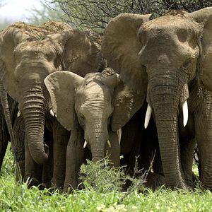 Foto O Mundo dos Animais