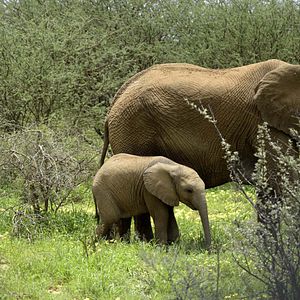 Foto O Mundo dos Animais