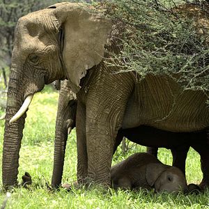 Foto O Mundo dos Animais