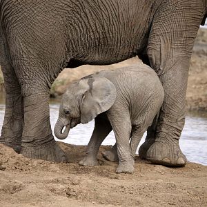 Foto O Mundo dos Animais