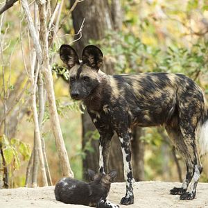 Foto O Mundo dos Animais