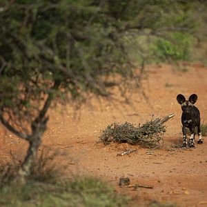 Foto O Mundo dos Animais