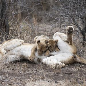 Foto O Mundo dos Animais
